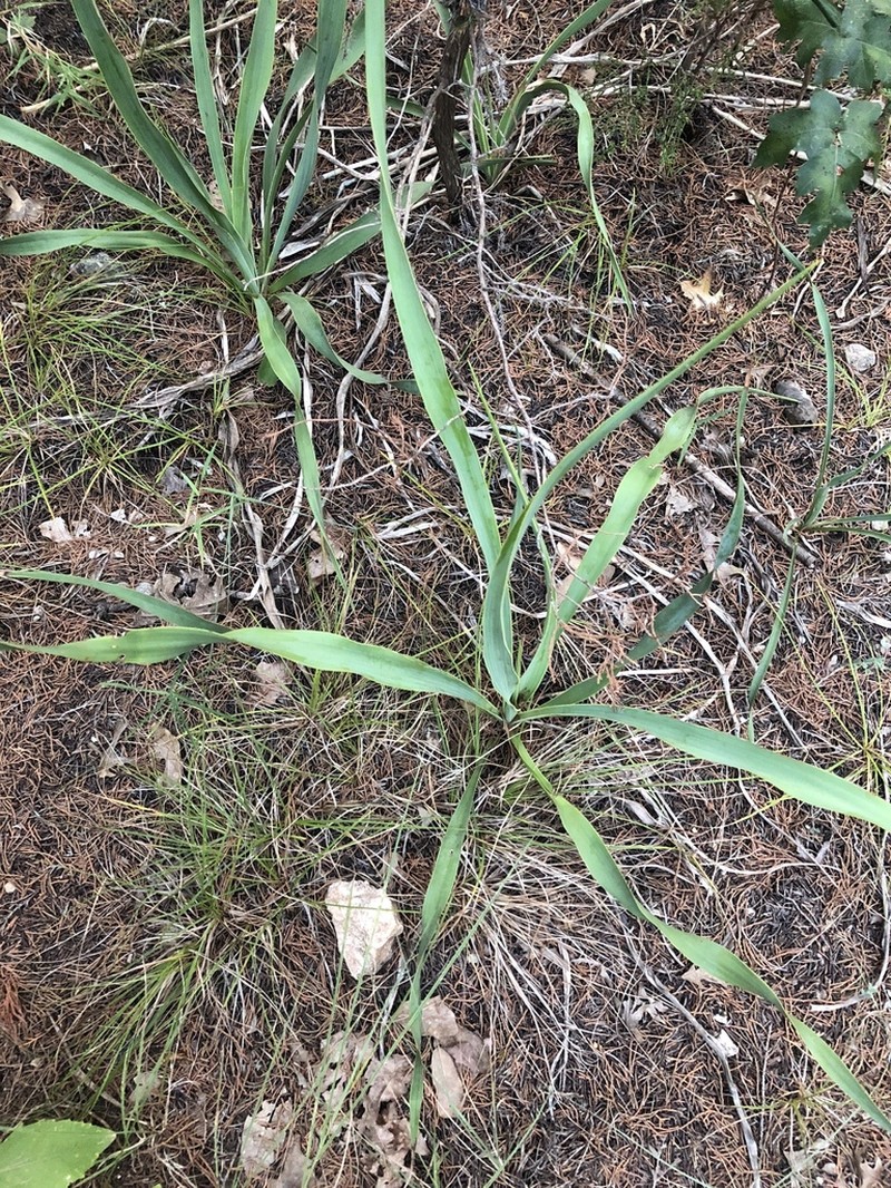 Texas Yucca photo 6