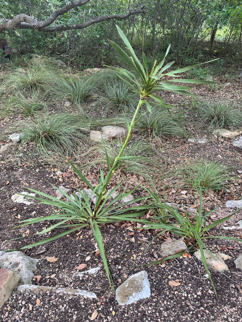Texas Yucca photo 7