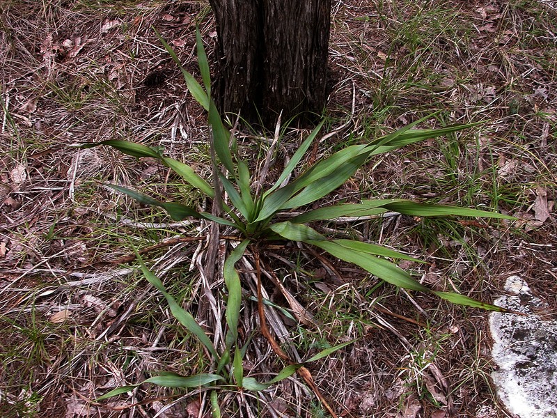 Texas Yucca photo 2