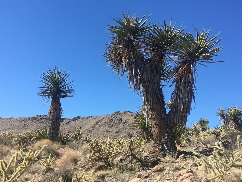 Mojave Yucca photo 3
