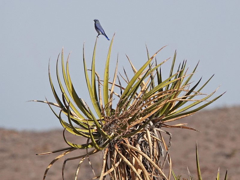 Mojave Yucca photo 4