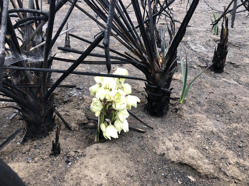 Mojave Yucca photo 5