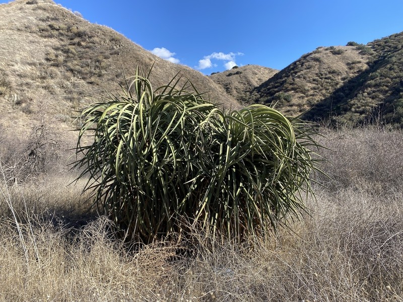 Mojave Yucca photo 6