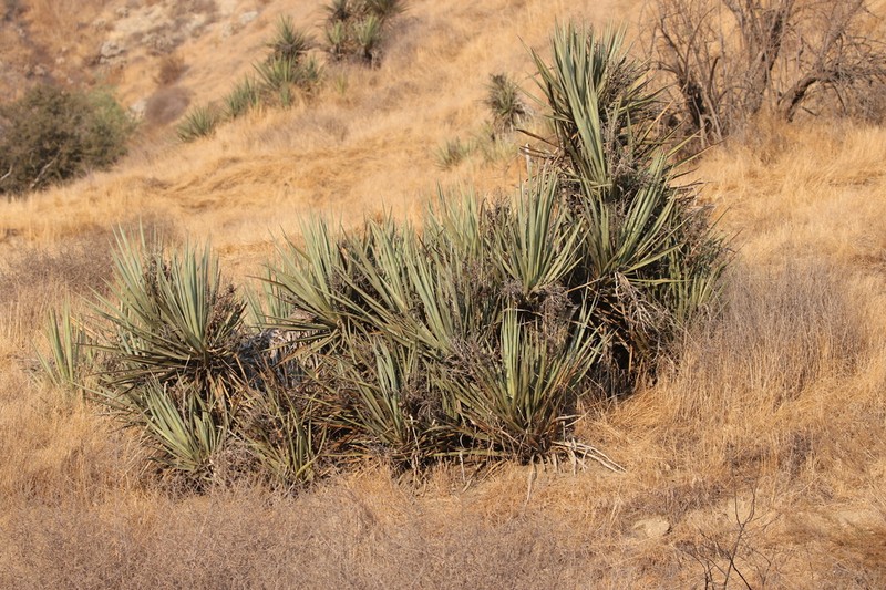 Mojave Yucca photo 7