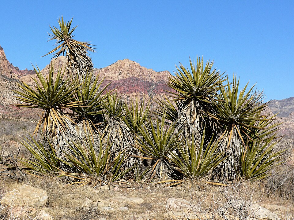 Mojave Yucca photo 5