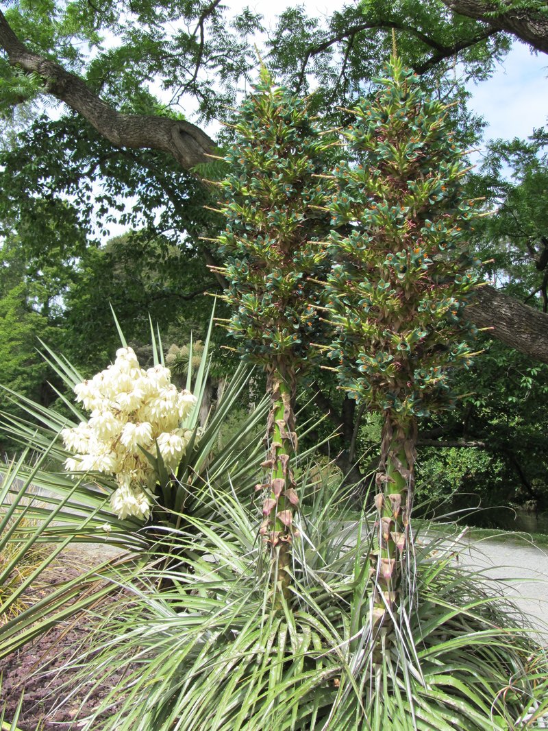 Schott's Yucca photo 2