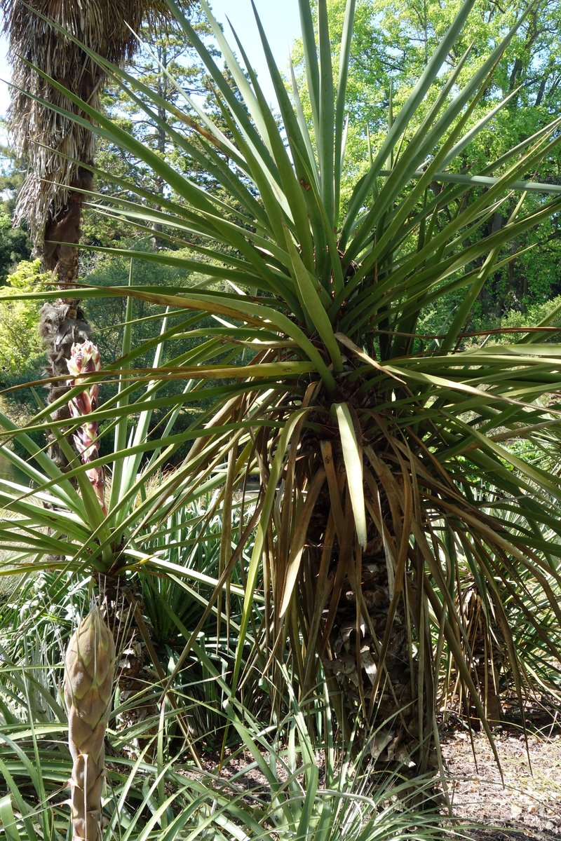 Schott's Yucca photo 3