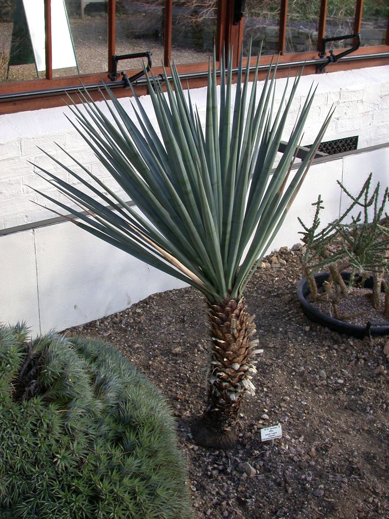 Schott's Yucca