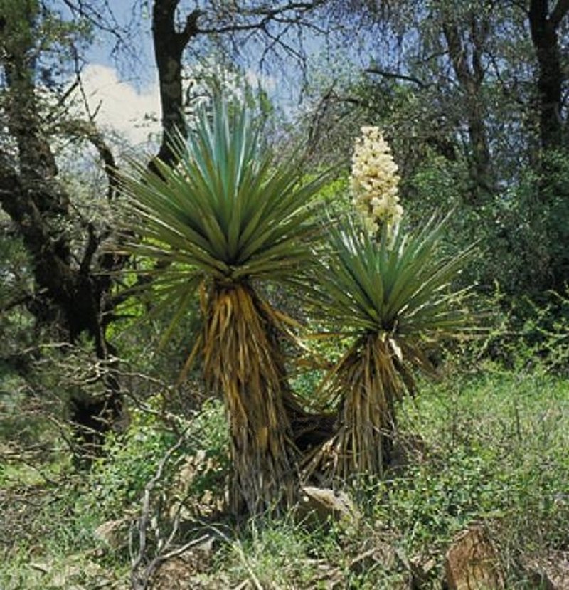 Schott's Yucca photo 4