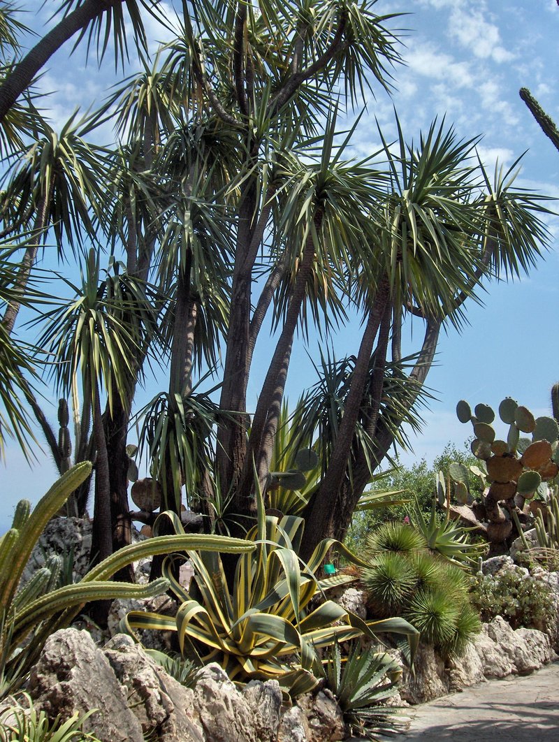 Schott's Yucca photo 5