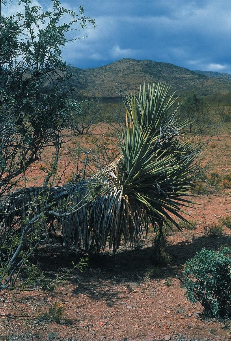 Schott's Yucca photo 6