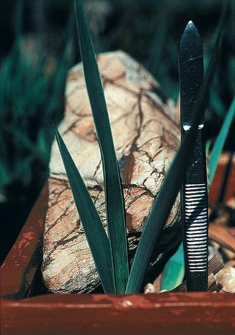Schott's Yucca photo 7