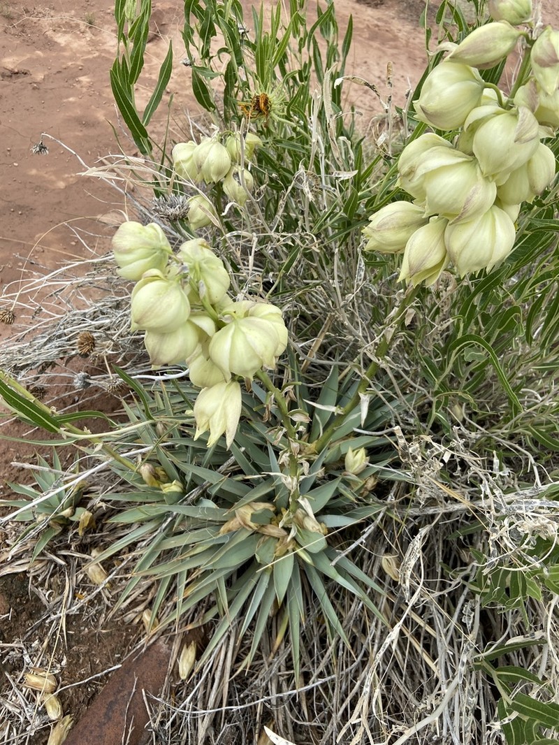Yucca sterilis photo 2