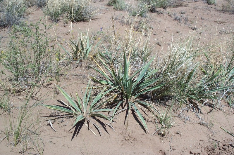 Yucca sterilis photo 3