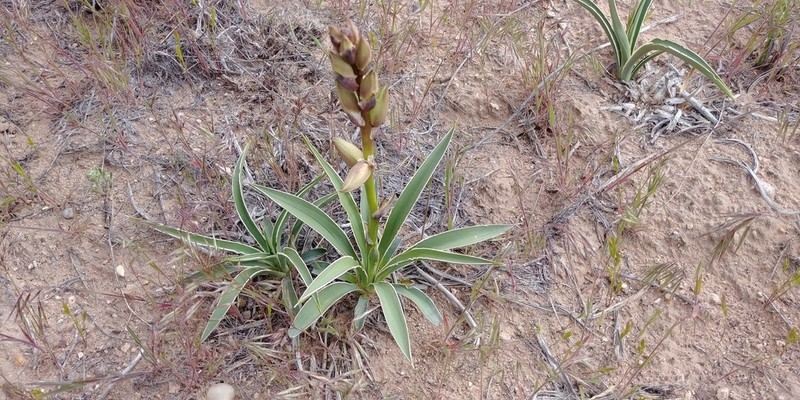 Yucca sterilis photo 4