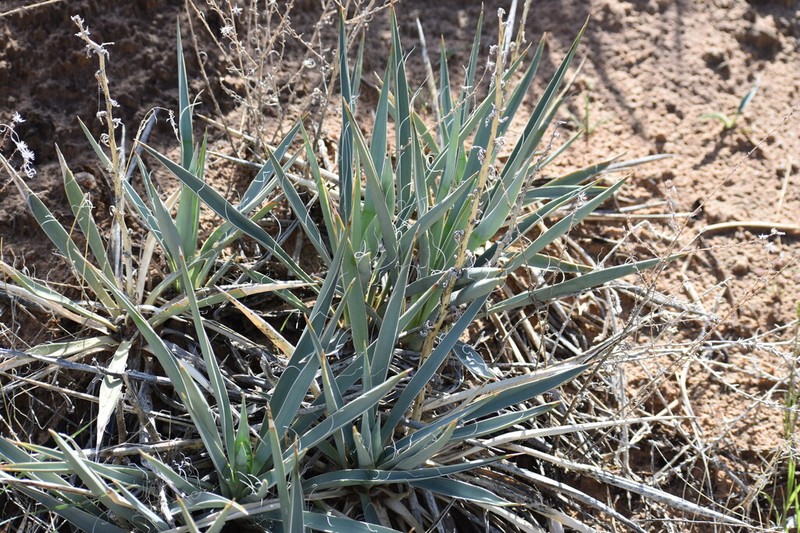 Yucca sterilis photo 5
