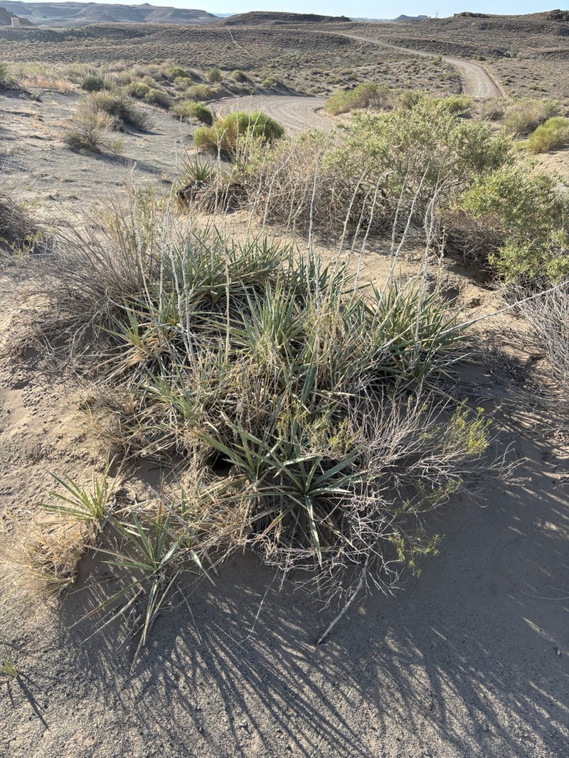 Yucca sterilis photo 6