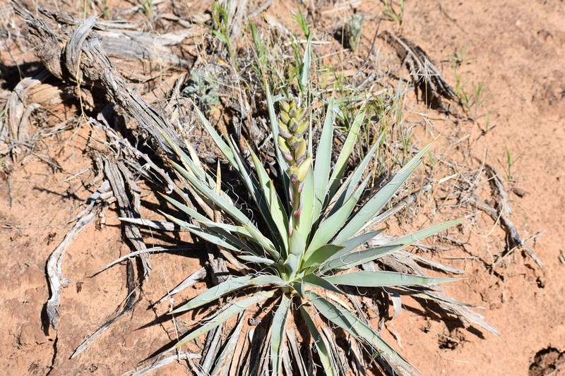 Yucca sterilis photo 7