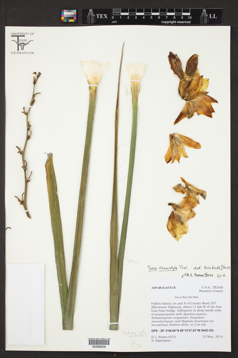 Whiterim Yucca