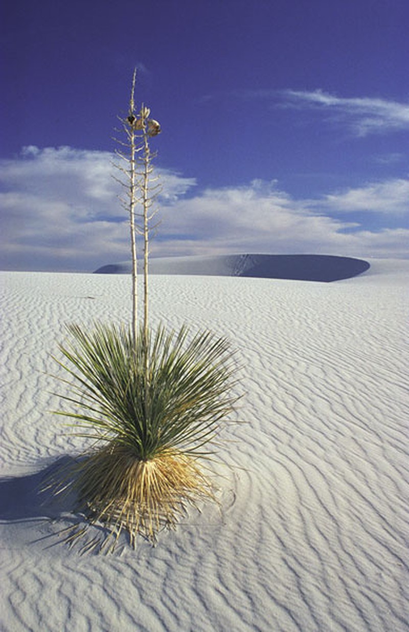 Whiterim Yucca