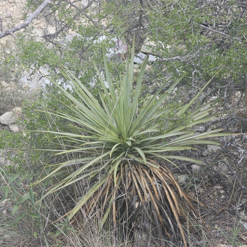 Thompson's Yucca photo 3