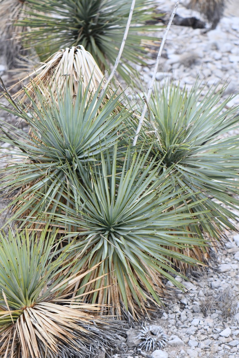 Thompson's Yucca photo 4