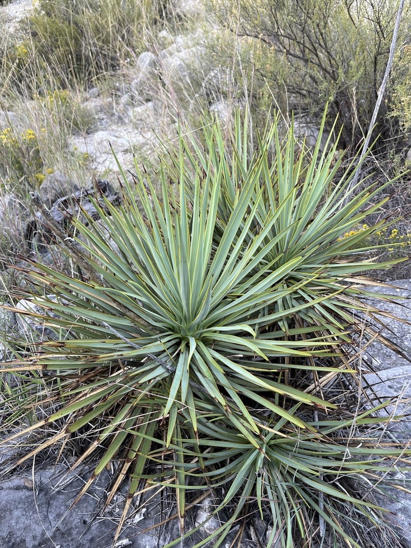 Thompson's Yucca photo 5