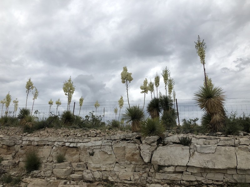 Thompson's Yucca photo 6