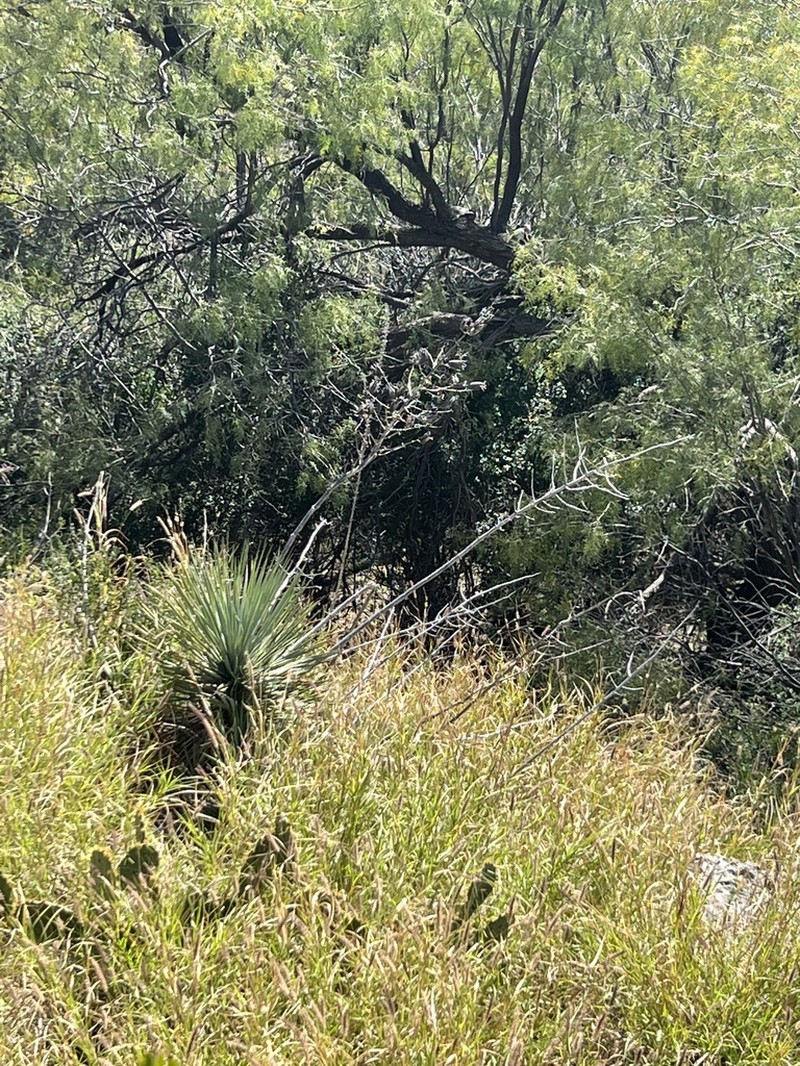 Thompson's Yucca photo 7
