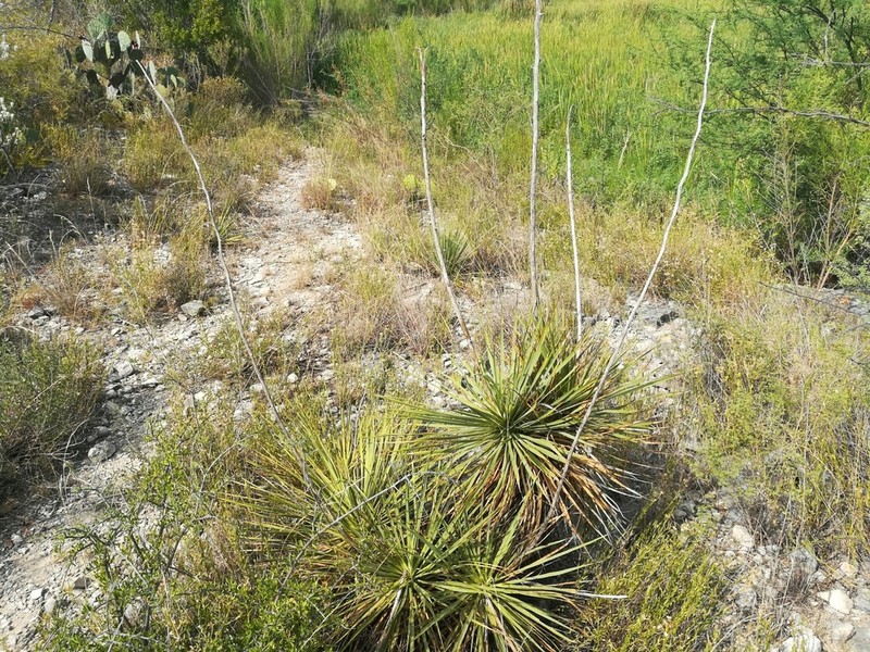 Thompson's Yucca photo 8
