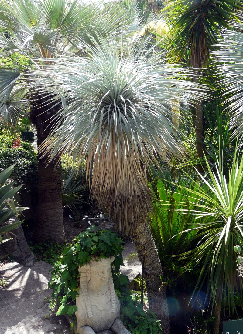 Thompson's Yucca