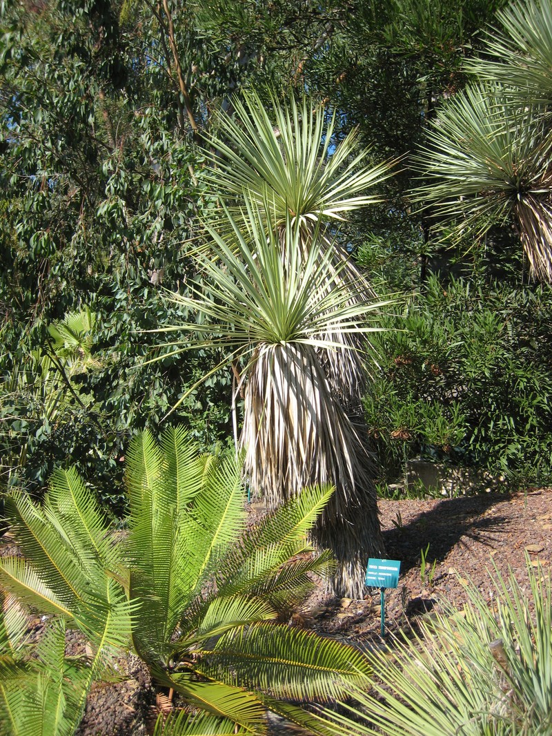 Thompson's Yucca photo 2