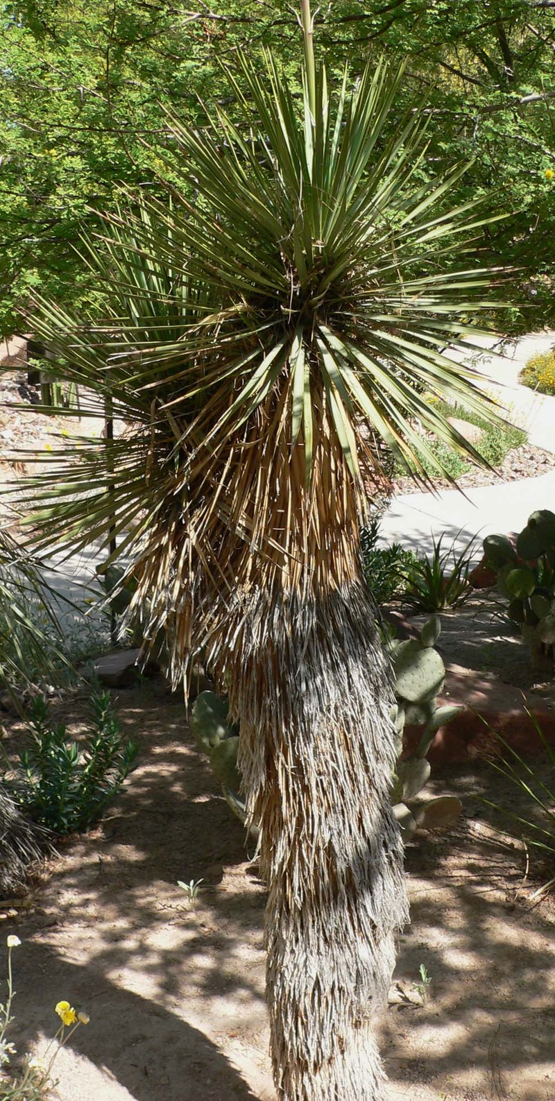 Thompson's Yucca photo 3