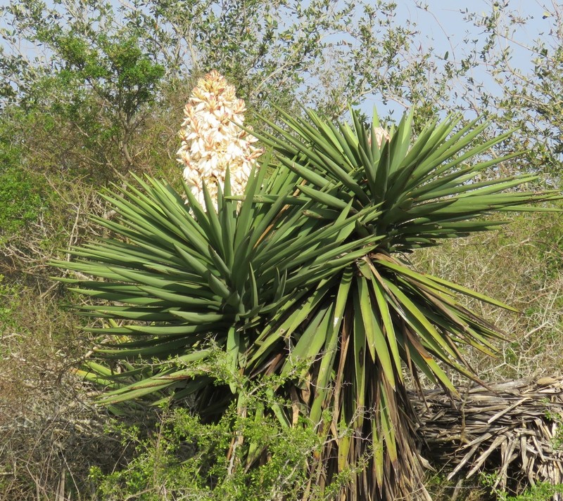 Torrey's Yucca