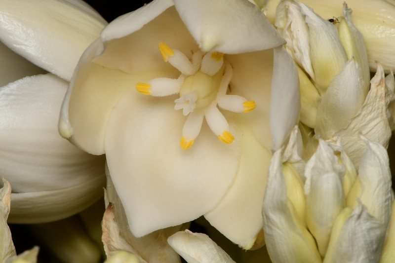 Torrey's Yucca photo 2