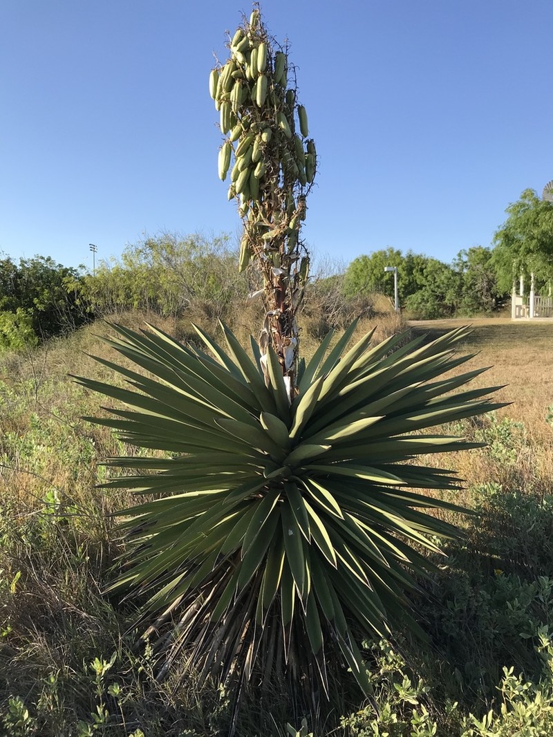 Torrey's Yucca photo 3