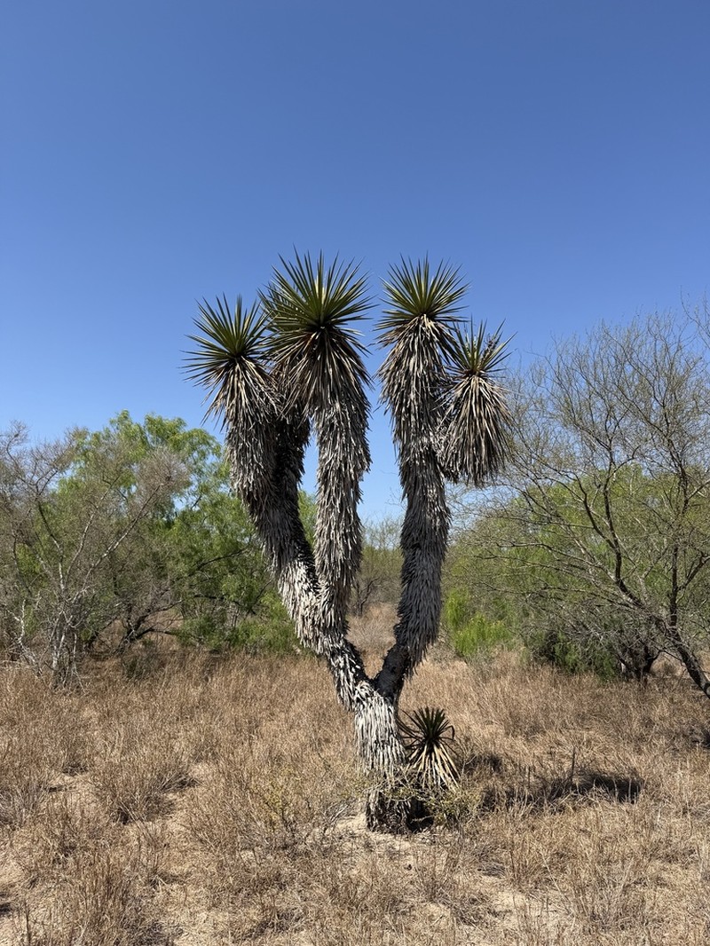 Torrey's Yucca photo 4