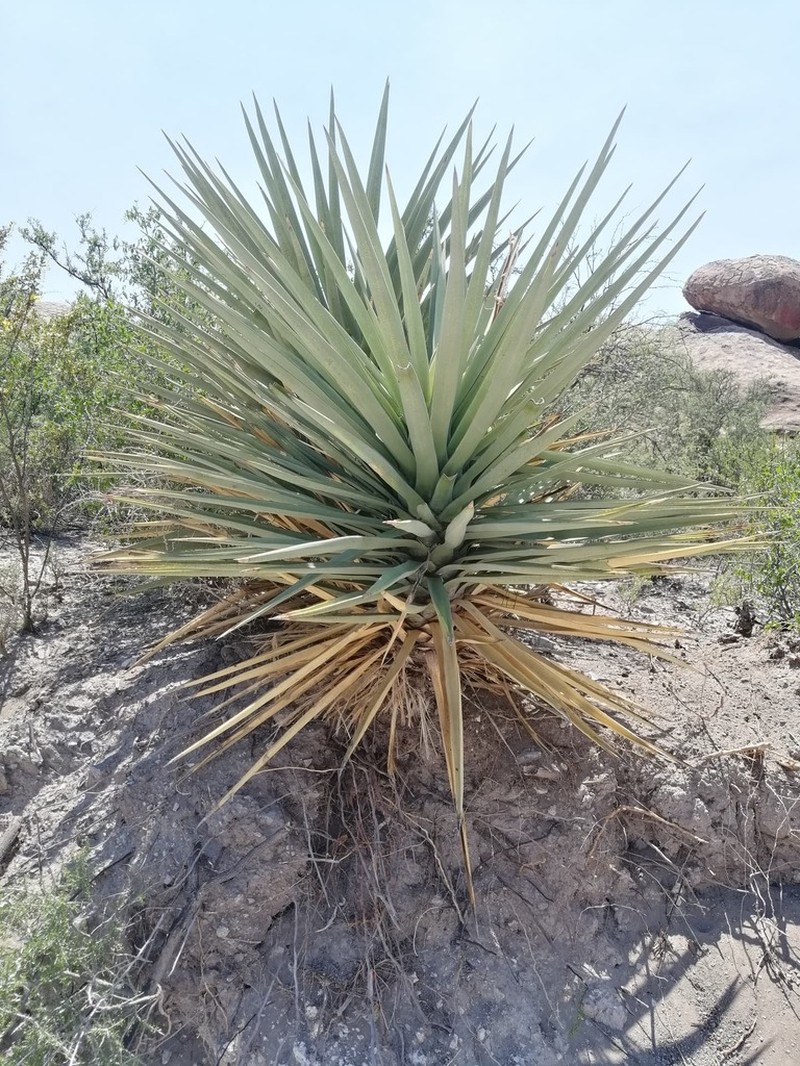 Torrey's Yucca photo 5