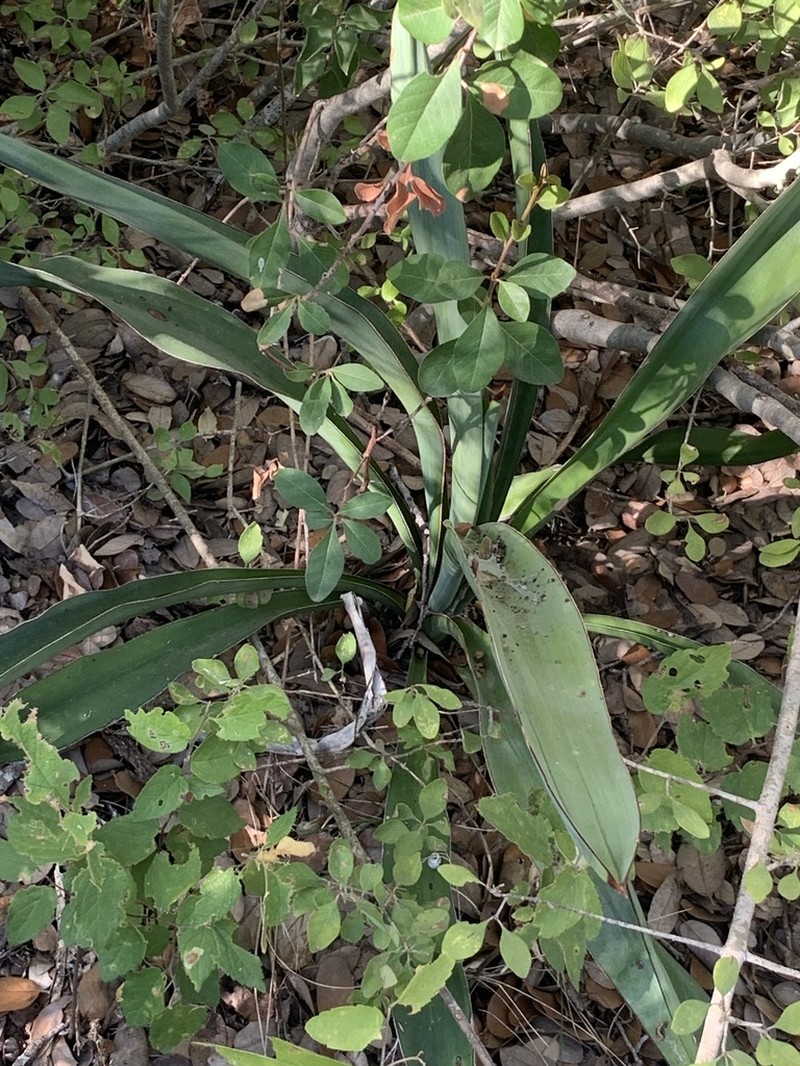 Torrey's Yucca photo 6