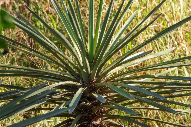 Torrey's Yucca photo 7
