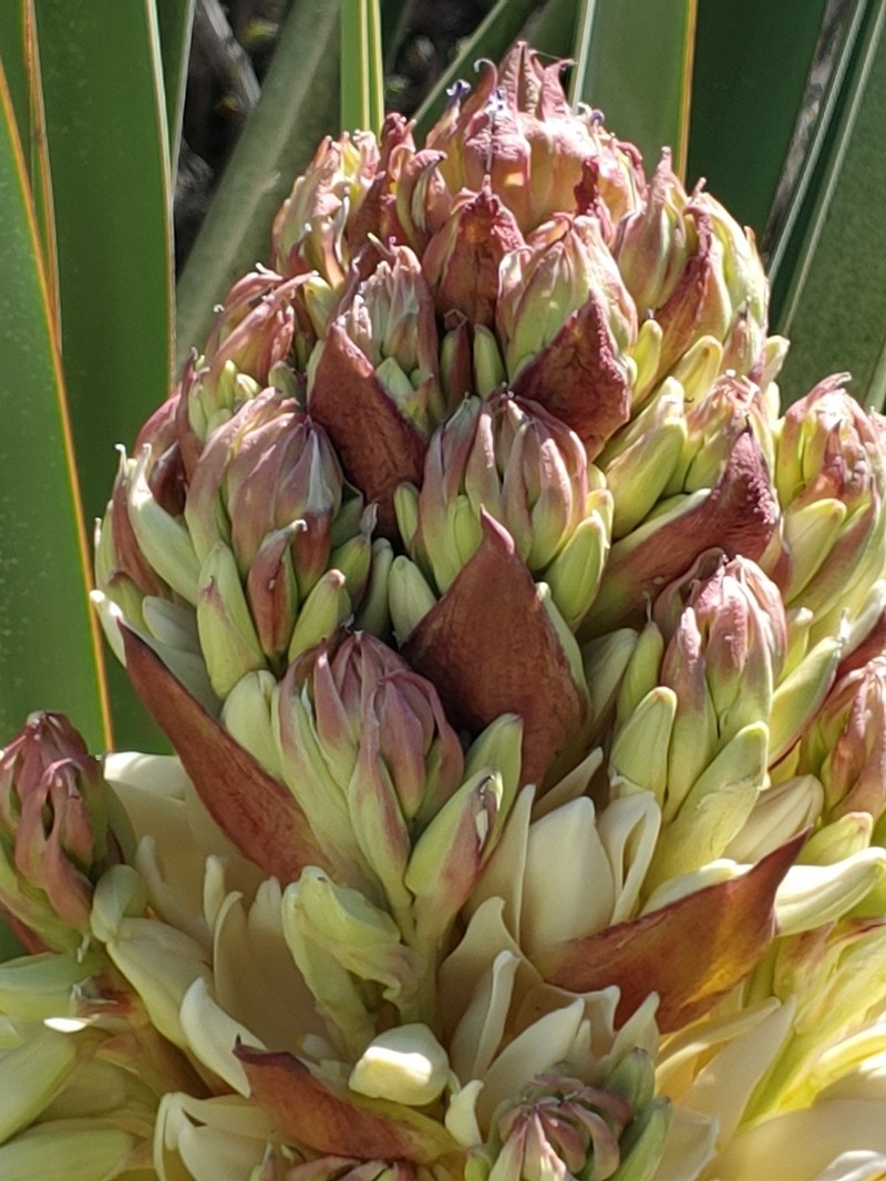 Torrey's Yucca photo 8
