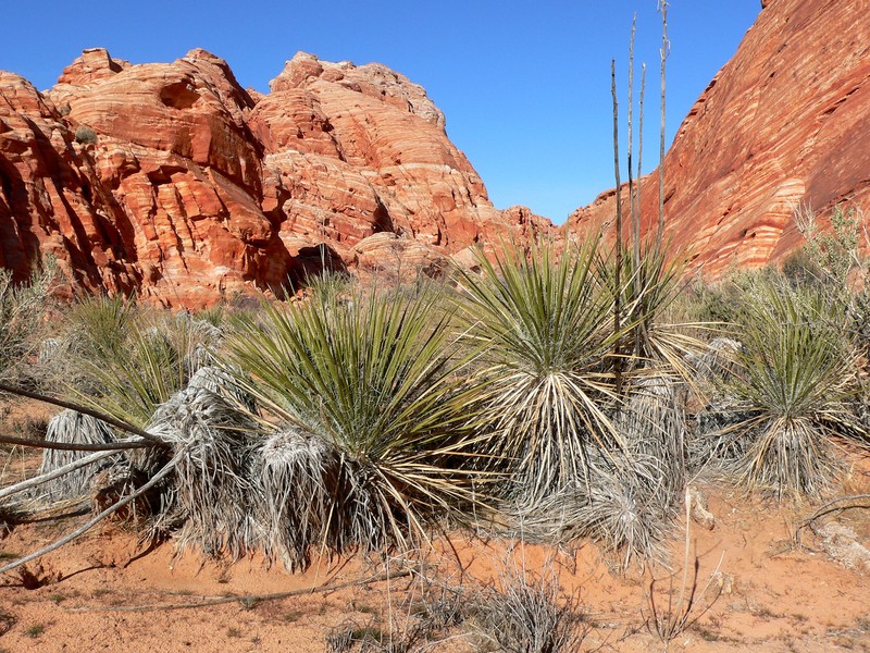 Yucca utahensis