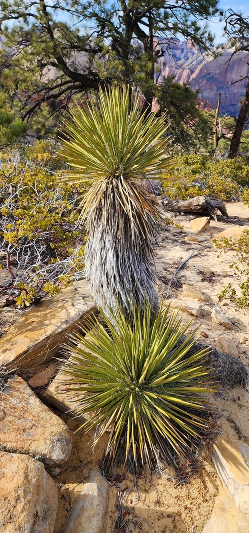 Yucca utahensis photo 2
