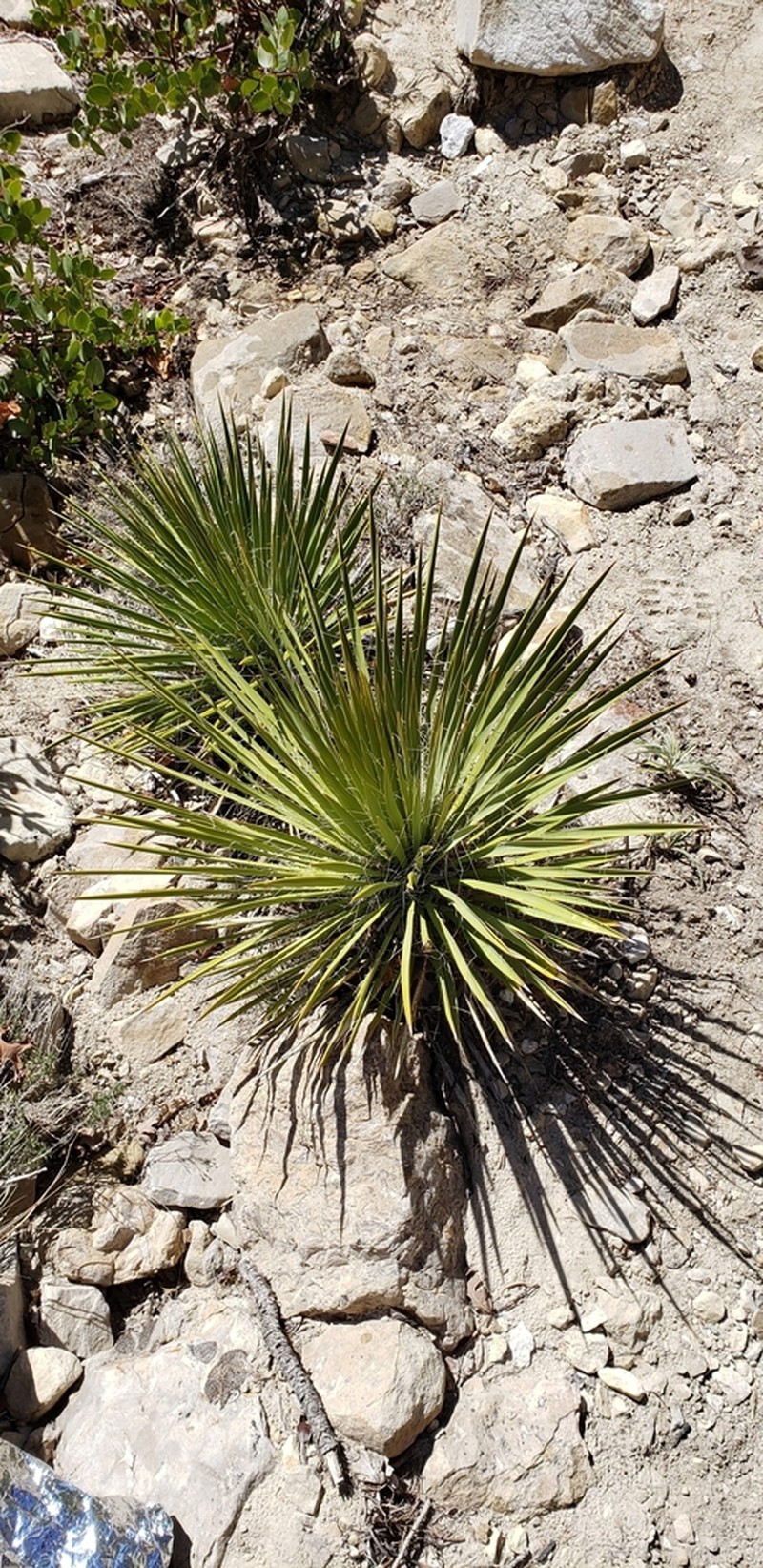 Yucca utahensis photo 3