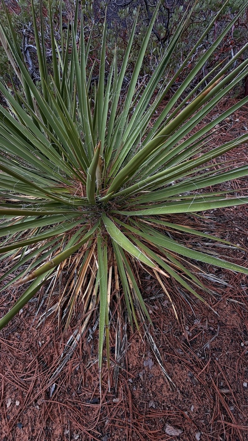 Yucca utahensis photo 4