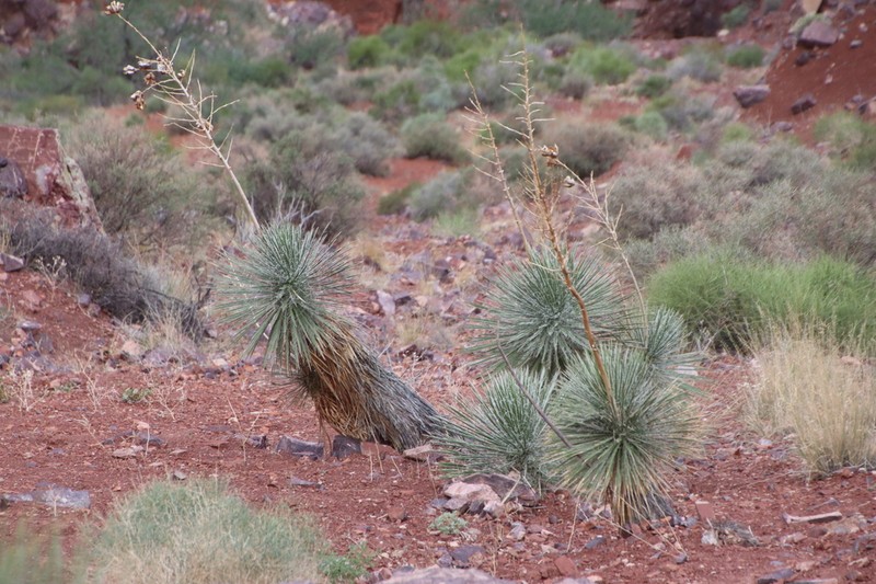 Yucca utahensis photo 5