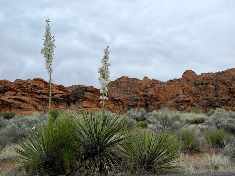 Yucca utahensis photo 6