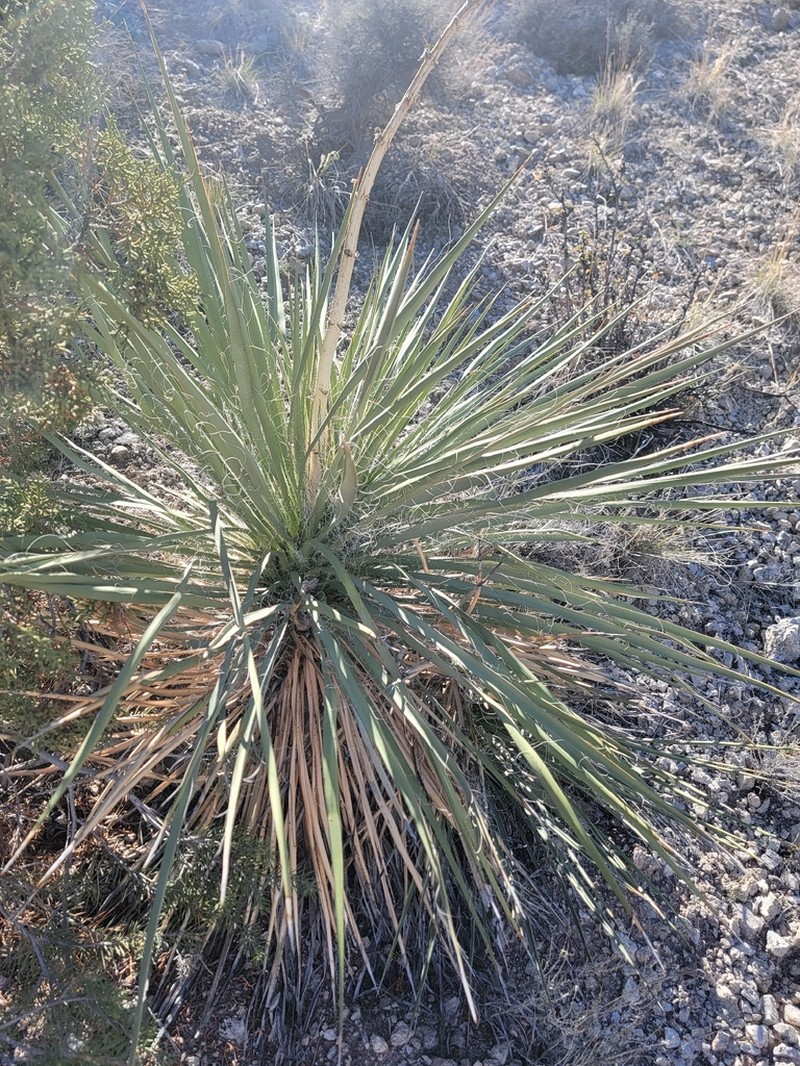 Yucca utahensis photo 7