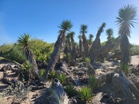 Yucca valida