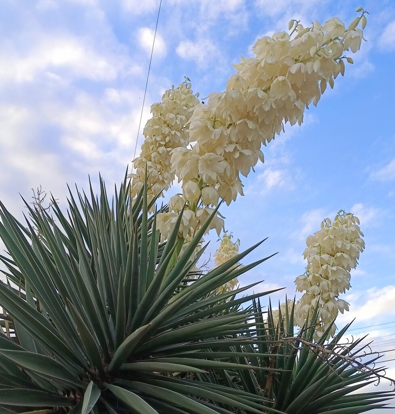 Yucca valida photo 2